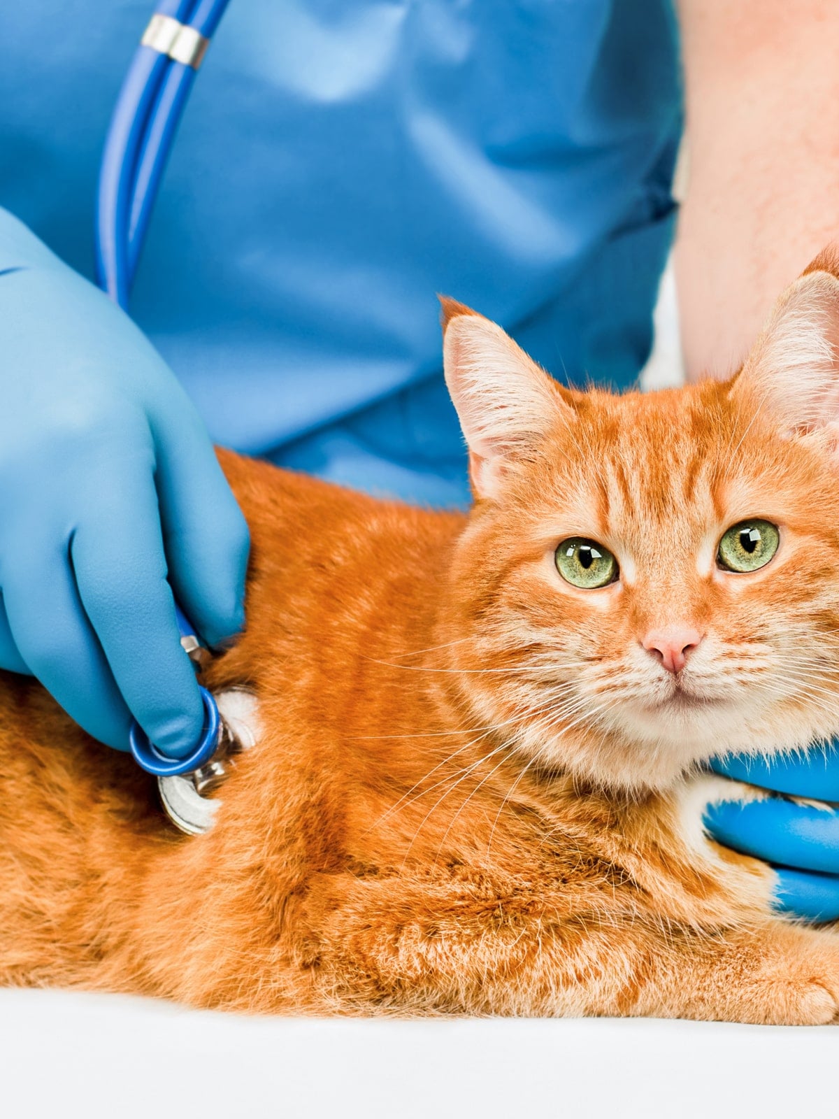 a vet examining a cat