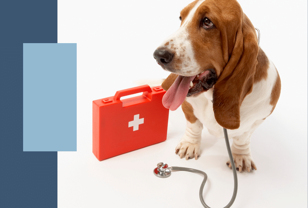 Pet First Aid Tips Every Pet Parent Should Know