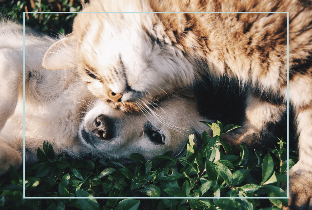 Why Flea and Tick Prevention is Crucial for Your Pet’s Health