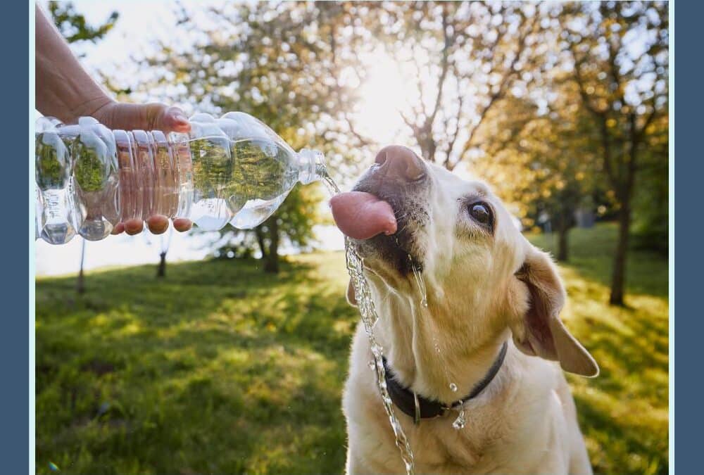 Spotting and Preventing Pet Dehydration: A Friendly Guide