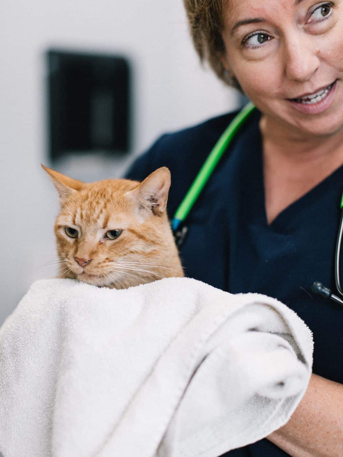 vet staff holding a cat