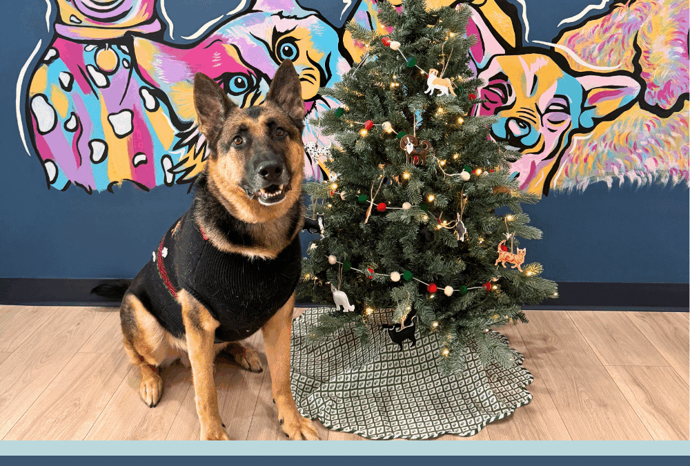12 Days of Holiday Pet Safety — Riverfront Vet’s Guide for North Augusta Pet Parents