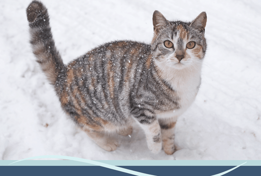 cat playing in the snow