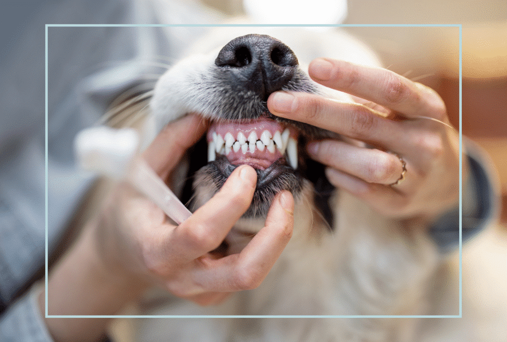 How to Brush Your Pet’s Teeth in North Augusta, SC