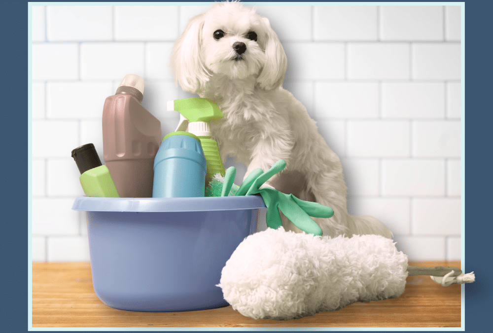 Common Household Pet Toxins Every North Augusta Pet Owner Should Know