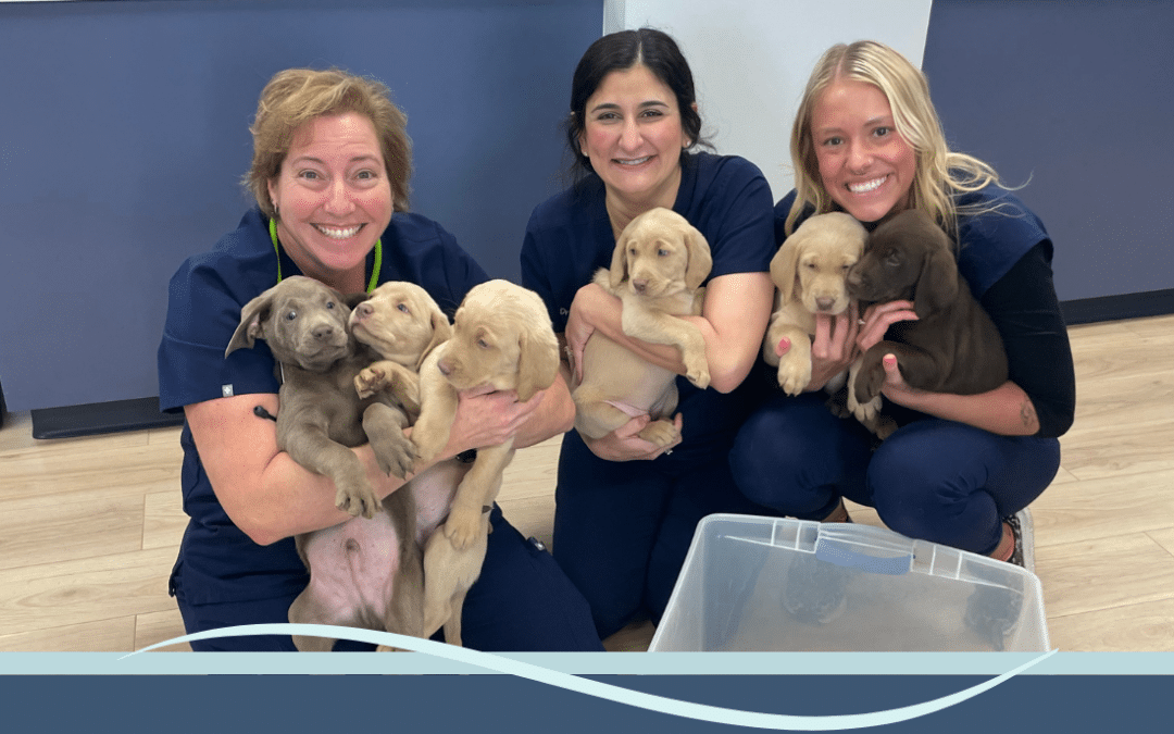 Vet caring for pets